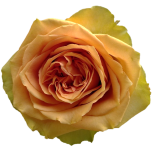 Tropic Versilia Roses d'Equateur oranges Ethiflora